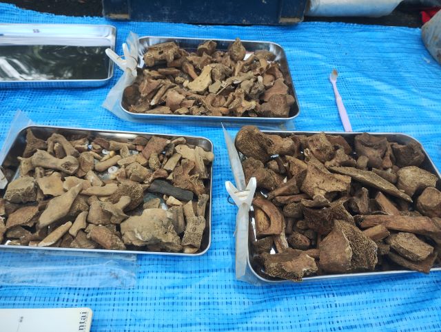 沖縄調査2026年 1月①