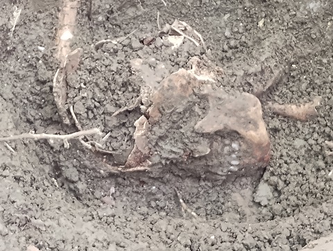 ８月沖縄 遺骨収容 4日目
