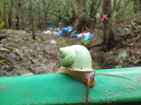８月沖縄 遺骨収容６日目